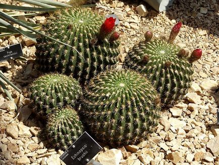 Cactus Echinopsis specii de casă populare cu fotografie