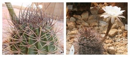 Cactus Echinopsis népszerű hazai fajok fotók