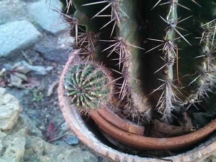 Cactus Echinopsis specii de casă populare cu fotografie