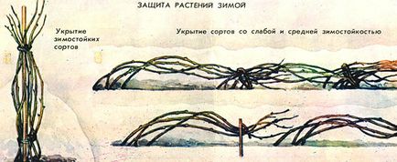 Як укрити ожину на зиму рекомендації та поради садівникам