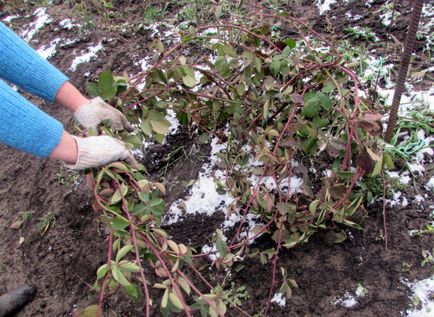 Cum să ascundeți mure de sfaturi pentru iarnă și sfaturi pentru cultivatori