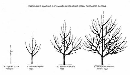 Як доглядати за деревами навесні - керівництва для початківців ~