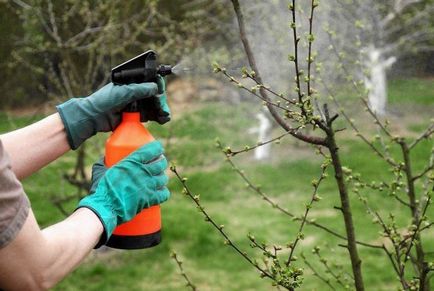 Cum să ai grijă de arbori în primăvară - ghiduri pentru începători ~