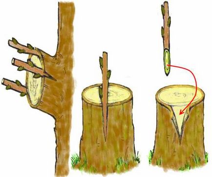 Cum să ai grijă de arbori în primăvară - ghiduri pentru începători ~