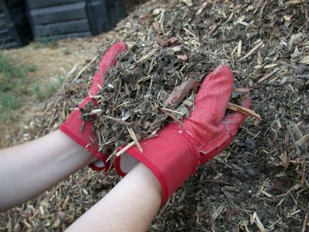 Cum să ai grijă de arbori în primăvară - ghiduri pentru începători ~