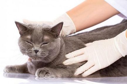 Як виглядають глисти у кішок види і симптоми