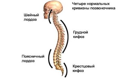 Cum de a vindeca și corecta curbura coloanei vertebrale în sala de gimnastică acasă, exerciții