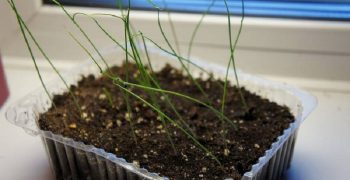Cum să crească ceapa de la semințe la domiciliu, pe pervazul ferestrei