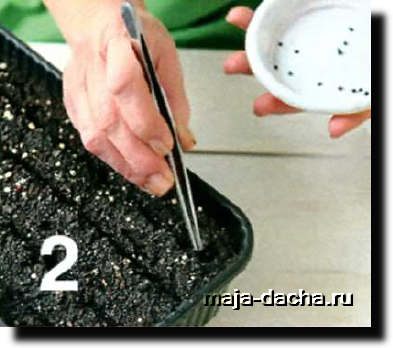 Cum să crești o ceapă bulb într-un singur sezon, dă-ți propriile mâini