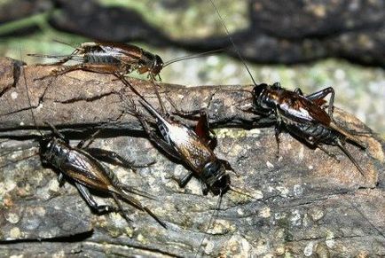 Hogyan lehet megjeleníteni Medvedkov a kertben, ötletek, napos nyári tartózkodási