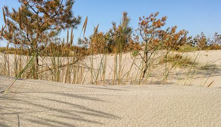 Hogyan jó pihenést a nyáron a tenger Kalinyingrádi Sea - site útmutató (nyáron) Hogyan jó pihenést a nyáron a tenger Kalinyingrádi Sea - helyszíni útmutató
