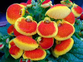 Calceolaria cultivare și îngrijire