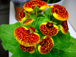 Calceolaria cultivare și îngrijire