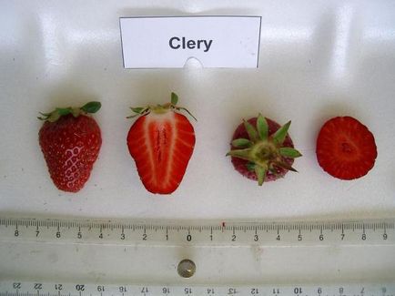 Clery - Descrierea descrierii descrierea căpșunilor