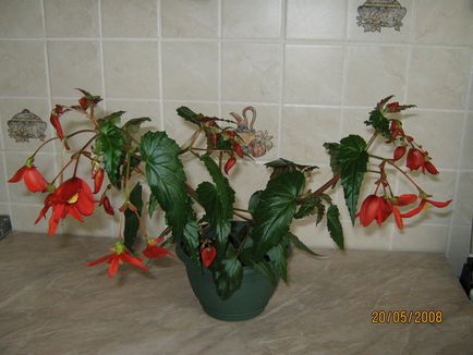 Terry begonia terry