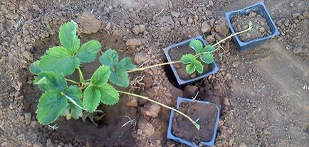 Strawberry Cleri Descrierea soiului, foto, recenzii