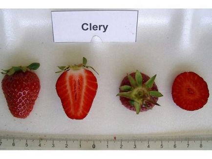 Strawberry Cleri Descrierea soiului, foto, recenzii