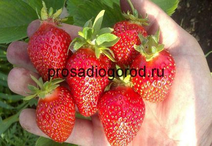 Strawberry Cleris Descrierea soiului, caracteristici, cultivare și agrotehnică, video și fotografii