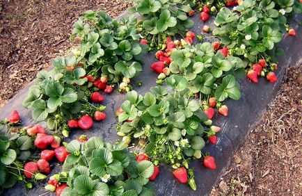 Strawberry cleri - caracteristică și descrierea soiului