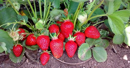 Strawberry cleri - caracteristică și descrierea soiului