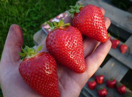 Strawberry cleri - caracteristică și descrierea soiului