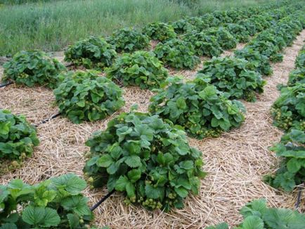 Strawberry cleri - caracteristică și descrierea soiului