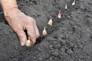 Când puteți planta usturoi - în primăvară sau toamnă