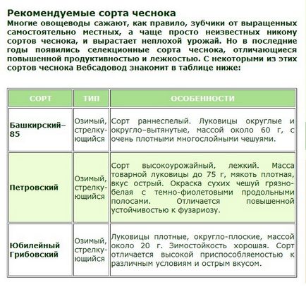 Коли можна садити часник - навесні або восени