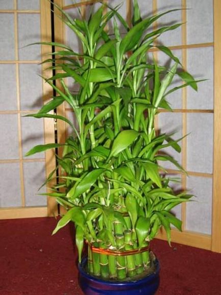 Кімнатний бамбук, рослини, кімнатні квіти, рослина удачі, прикмети, догляд за кімнатною бамбуком,