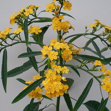 Casa de plantă spurge (euphorbia) fotografie, denumire și descriere a speciilor de flori, îngrijire în casă