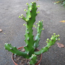 Casa de plantă spurge (euphorbia) fotografie, denumire și descriere a speciilor de flori, îngrijire în casă