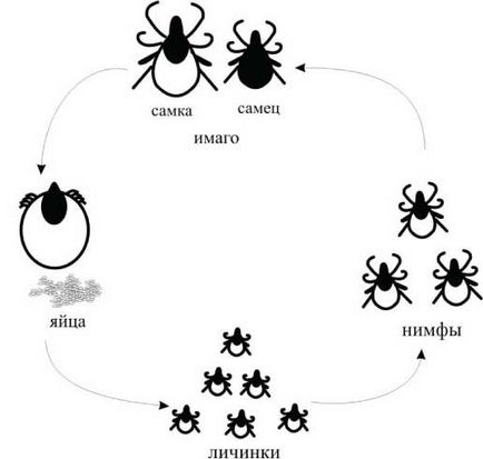 Controlarea numărului populației de căpușe Ixodes din ecosistem