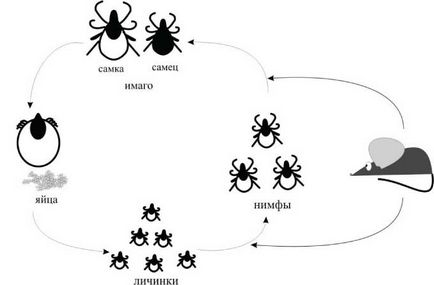 Controlarea numărului populației de căpușe Ixodes din ecosistem