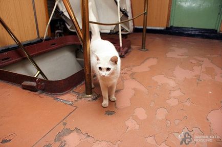 корабельні коти