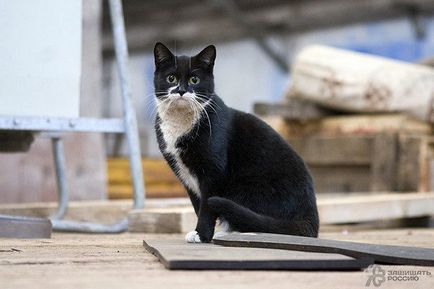 корабельні коти