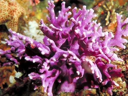 Coral пилинг Кристина, ревюта, цена