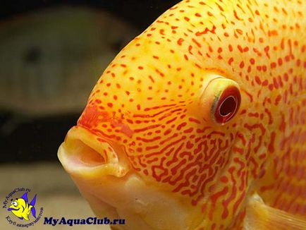 Годування акваріумних риб - типи кормів