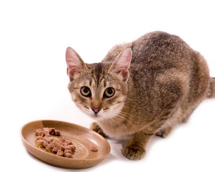 Hrănirea pisicilor castrate