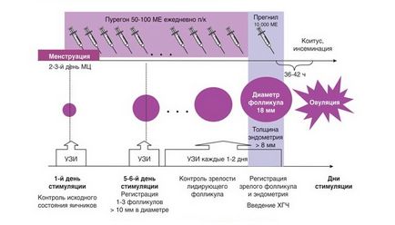 Protocolul scurt de detalii ecologice