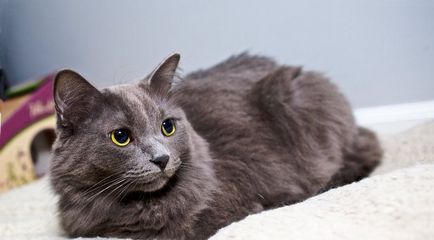 Cat Nibelung (50 fotó) füstös fajta cica (füstös) Cat Nibelung (50 fotó) füstös fajta cica