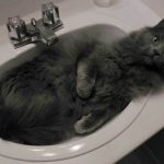 Кішка Нібелунг (50 фото) димчата порода, кошеня