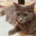 Кішка Нібелунг (50 фото) димчата порода, кошеня