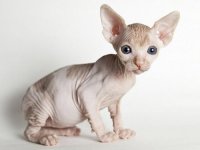 Cat Sphynx - fotografie pisica, descrierea rasei, natura