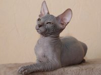 Кішка сфінкс - фото кішки, опис породи, характер