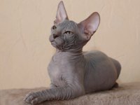 Cat Sphynx - fotografie pisica, descrierea rasei, natura