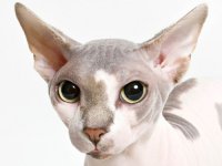 Szfinx macska - macska fotó, fajta leírás, karakter