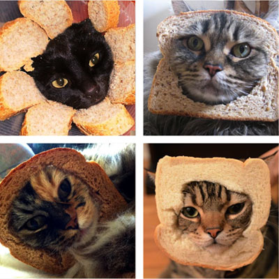 Macskák a kenyér - breading macskák