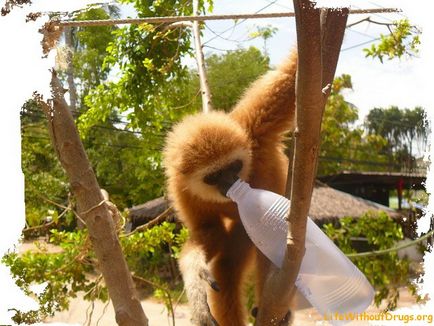 Ko Tao este o insula a Tao, un arhipelag din Samui, o insula de rai din Thailanda, o viata de blog cu un vis!