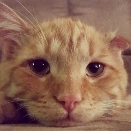 Pisica a fost luată acasă în ajunul eutanasiei și a fost transformată într-o oră (13 fotografii)