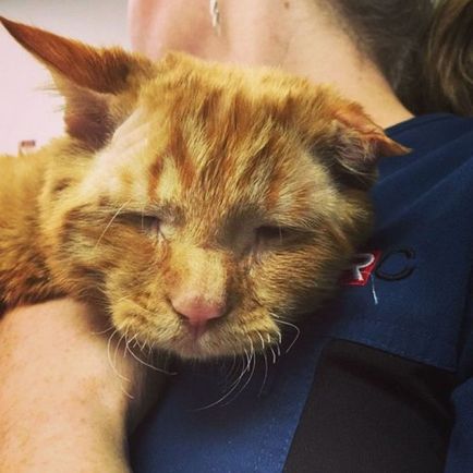 Cat vitt haza a nap előtt eutanázia, és ez megváltoztatta egy óra múlva (13 fotó)